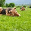 Airedale Terrier