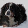 Bernese Mountain Dog