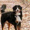 Bernese Mountain Dog