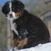 Bernese Mountain Dog