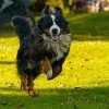 Bernese Mountain Dog