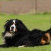 Bernese Mountain Dog