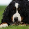 Bernese Mountain Dog