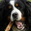 Bernese Mountain Dog