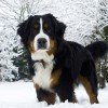 Bernese Mountain Dog