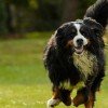 Bernese Mountain Dog