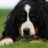 Bernese Mountain Dog