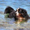 Bernese Mountain Dog