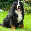 Bernese Mountain Dog