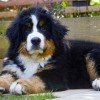 Bernese Mountain Dog