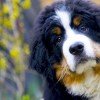 Bernese Mountain Dog