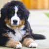 Bernese Mountain Dog