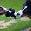 Bernese Mountain Dog