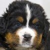 Bernese Mountain Dog