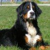 Bernese Mountain Dog