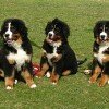 Bernese Mountain Dog