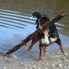 Bernese Mountain Dog