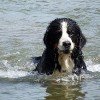 Bernese Mountain Dog