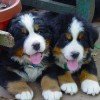 Bernese Mountain Dog