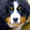 Bernese Mountain Dog