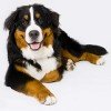 Bernese Mountain Dog