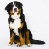 Bernese Mountain Dog