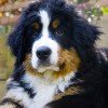 Bernese Mountain Dog