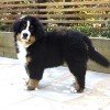 Bernese Mountain Dog