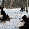 Bernese Mountain Dog