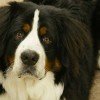 Bernese Mountain Dog