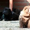 Shar Pei