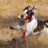 Staffordshire Bull Terrier