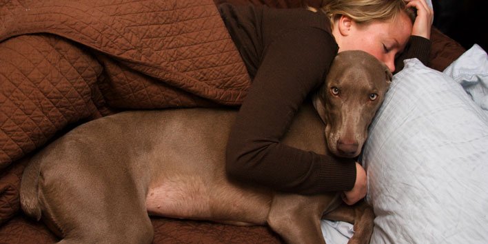 Weimaraner