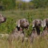 Cachorro de raça