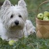 Westie