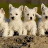 West Highland White Terrier