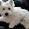 West Highland White Terrier