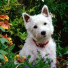 West Highland White Terrier