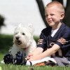 West Highland White Terrier