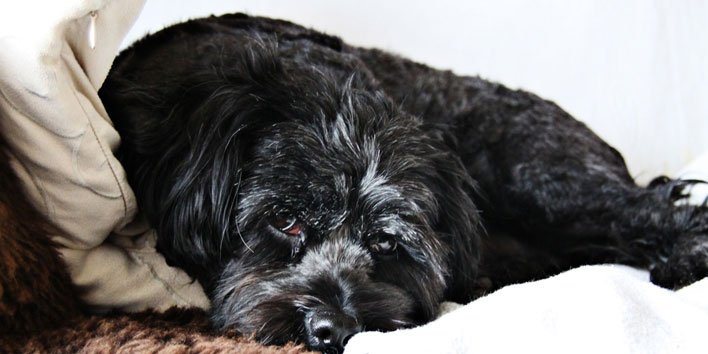 Terrier Tibetano