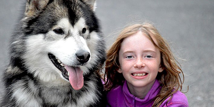 Malamute do Alaska