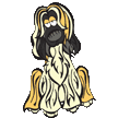 Afghan Hound