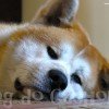 akita-inu-4