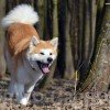 akita-inu-6