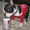 Boston Terrier