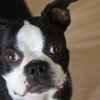 Boston Terrier