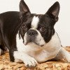 Boston Terrier