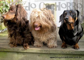 Cães Dachshunds