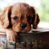 Cavalier King Charles Spaniel