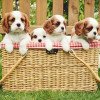 Cavalier King Charles Spaniel